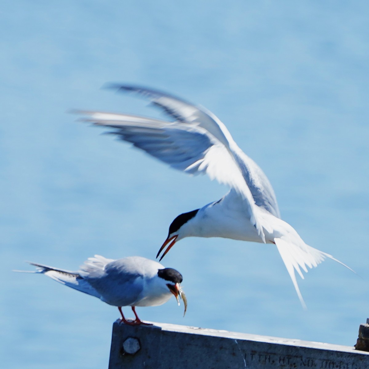 Forster's Tern - mang mike