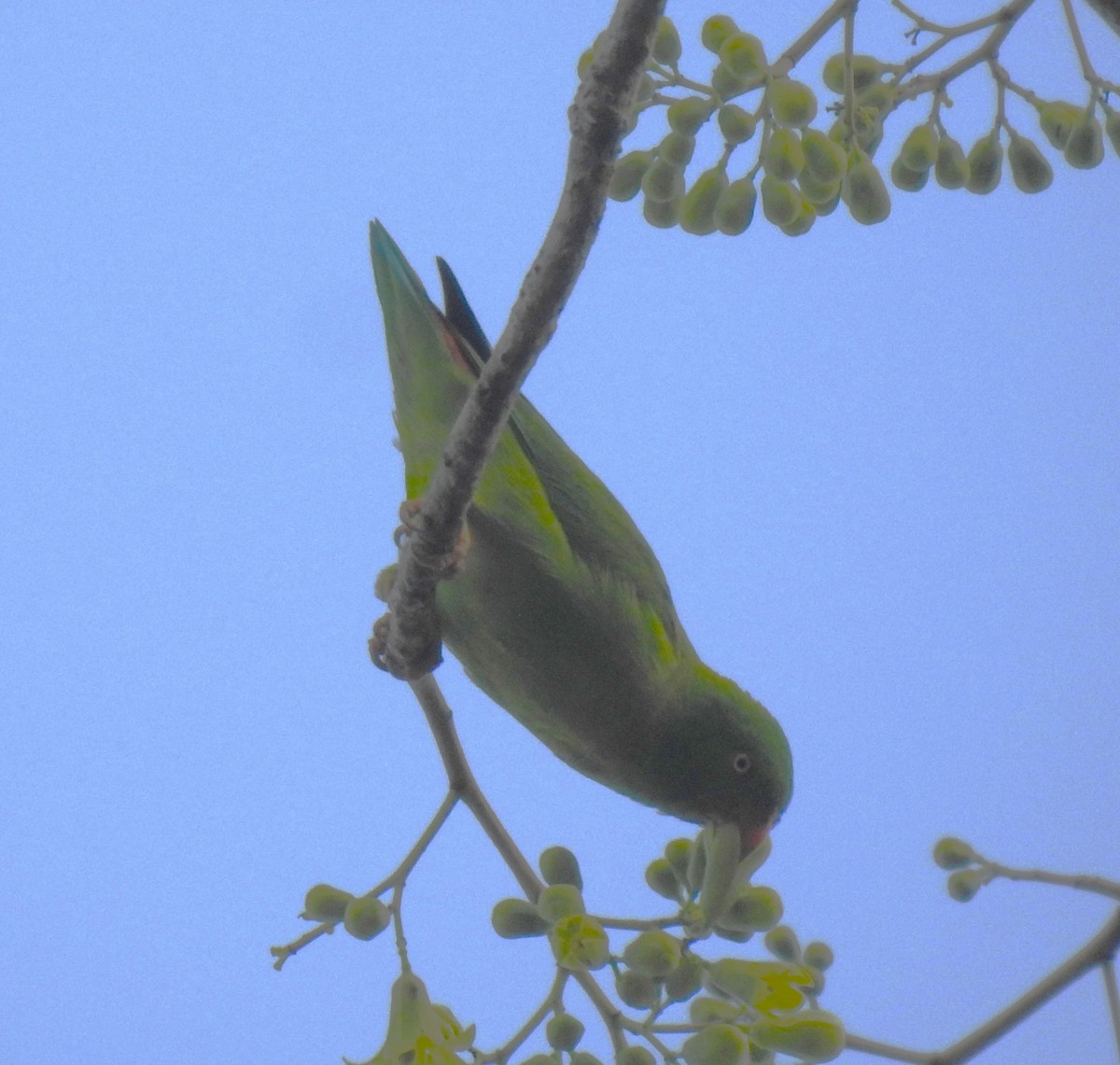 Vernal Hanging-Parrot - Prabhudatta Bal