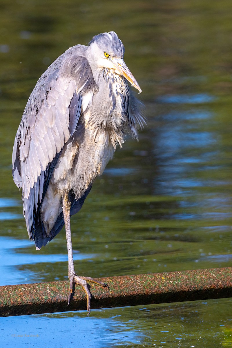 Gray Heron - Esmail Samiwala