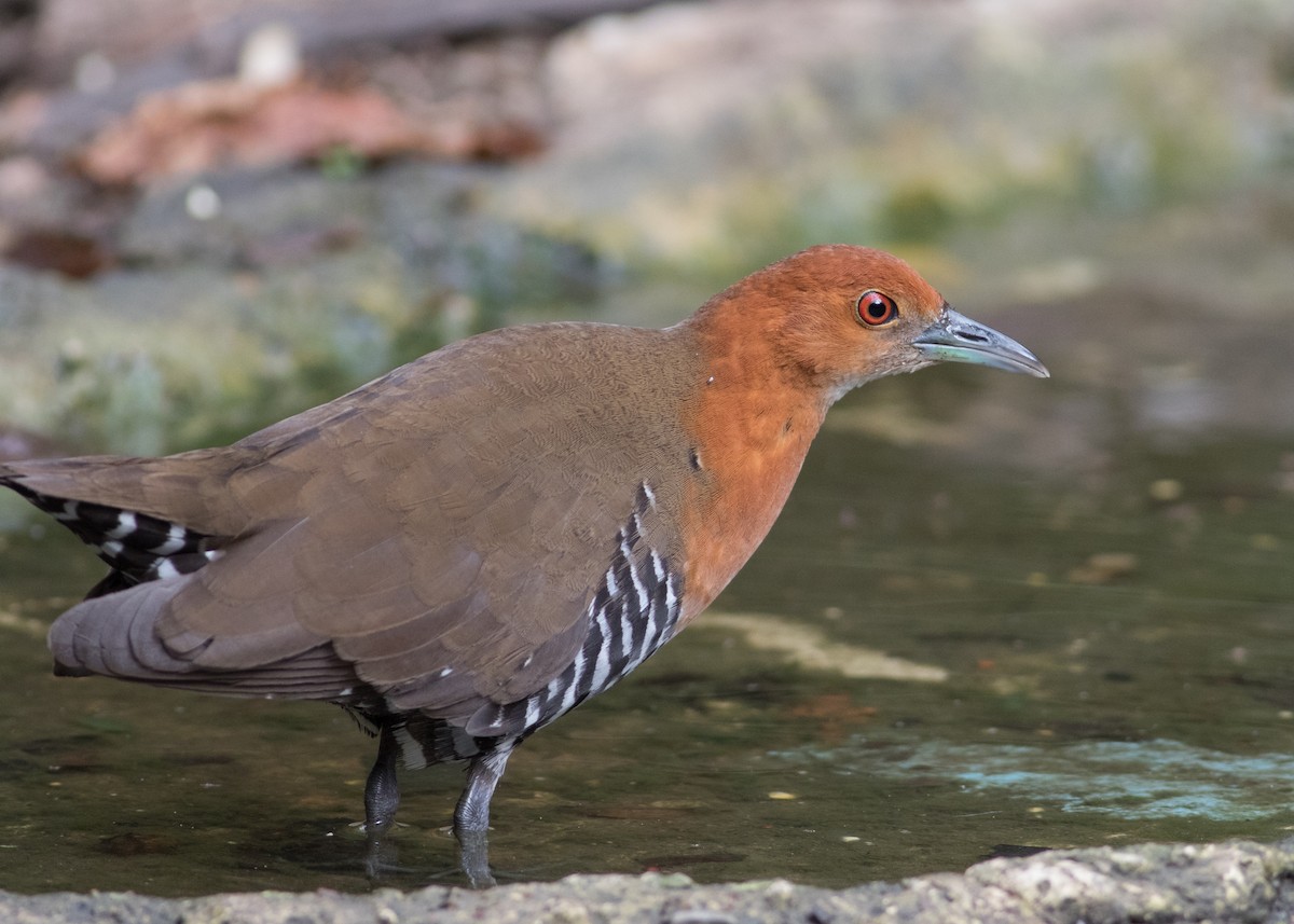 Slaty-legged Crake - ML618804948