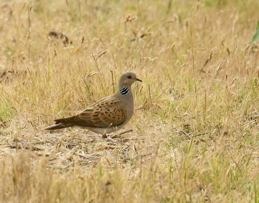 European Turtle-Dove - ML618804953