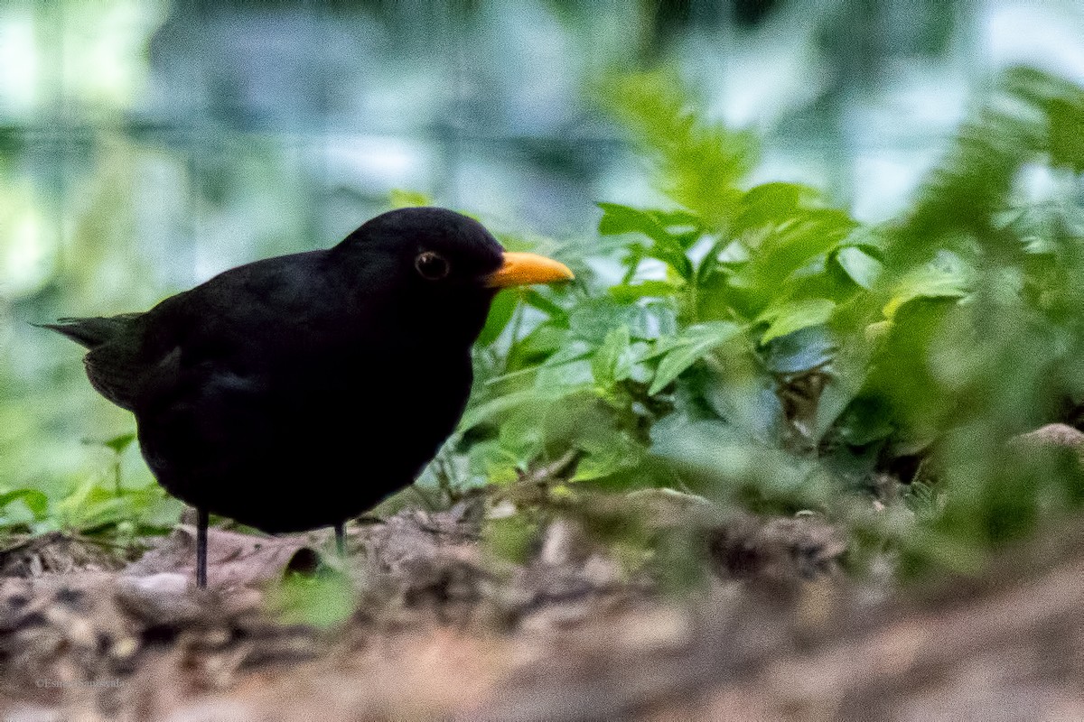 Eurasian Blackbird - Esmail Samiwala