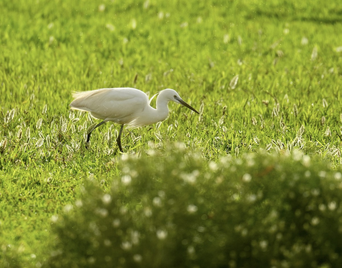 Little Egret - ML618804960