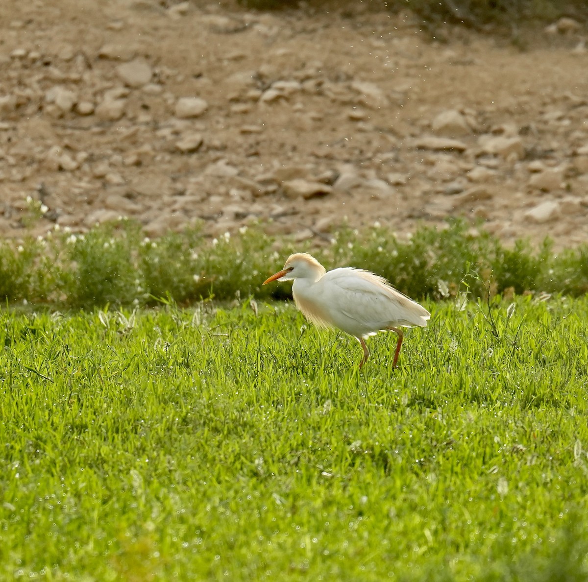 Чапля єгипетська (підвид ibis) - ML618804966