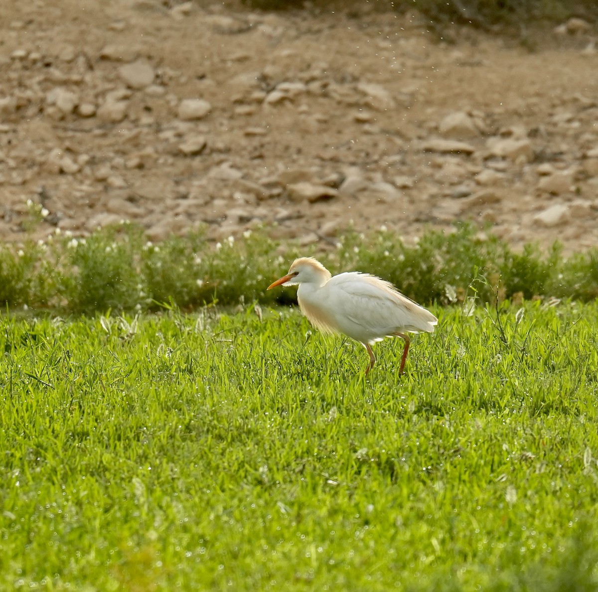 Western Cattle Egret - ML618804966