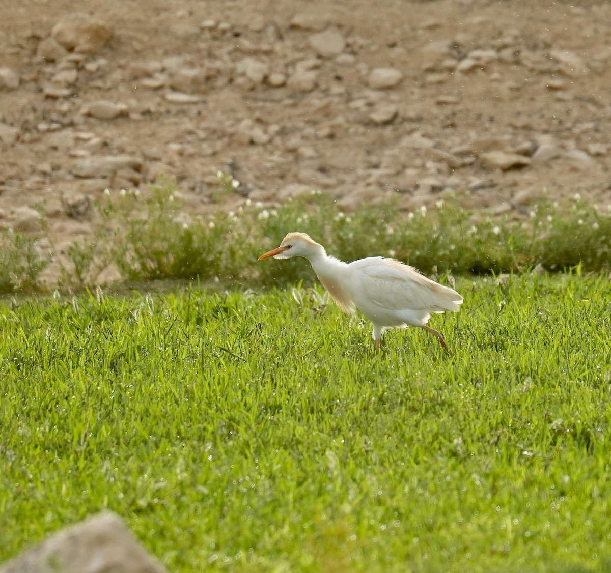 Чапля єгипетська (підвид ibis) - ML618804967