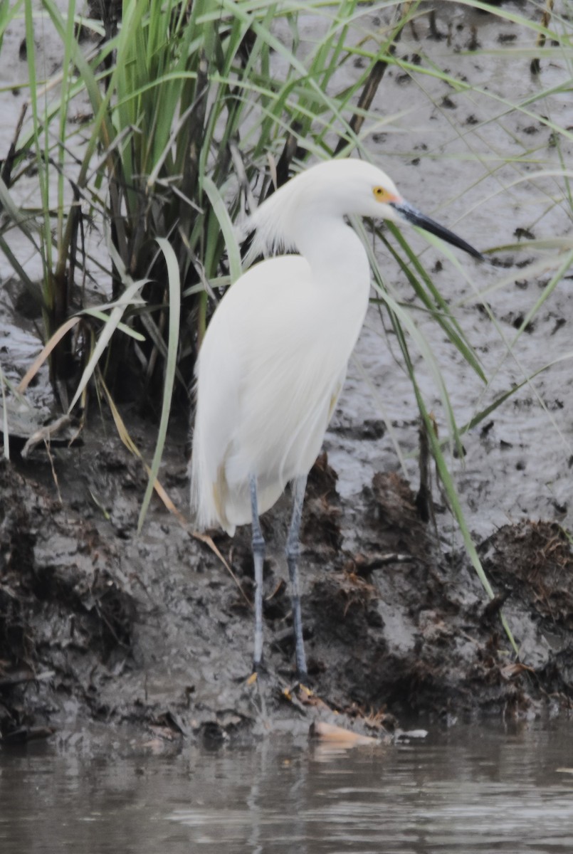 Snowy Egret - ML618804974