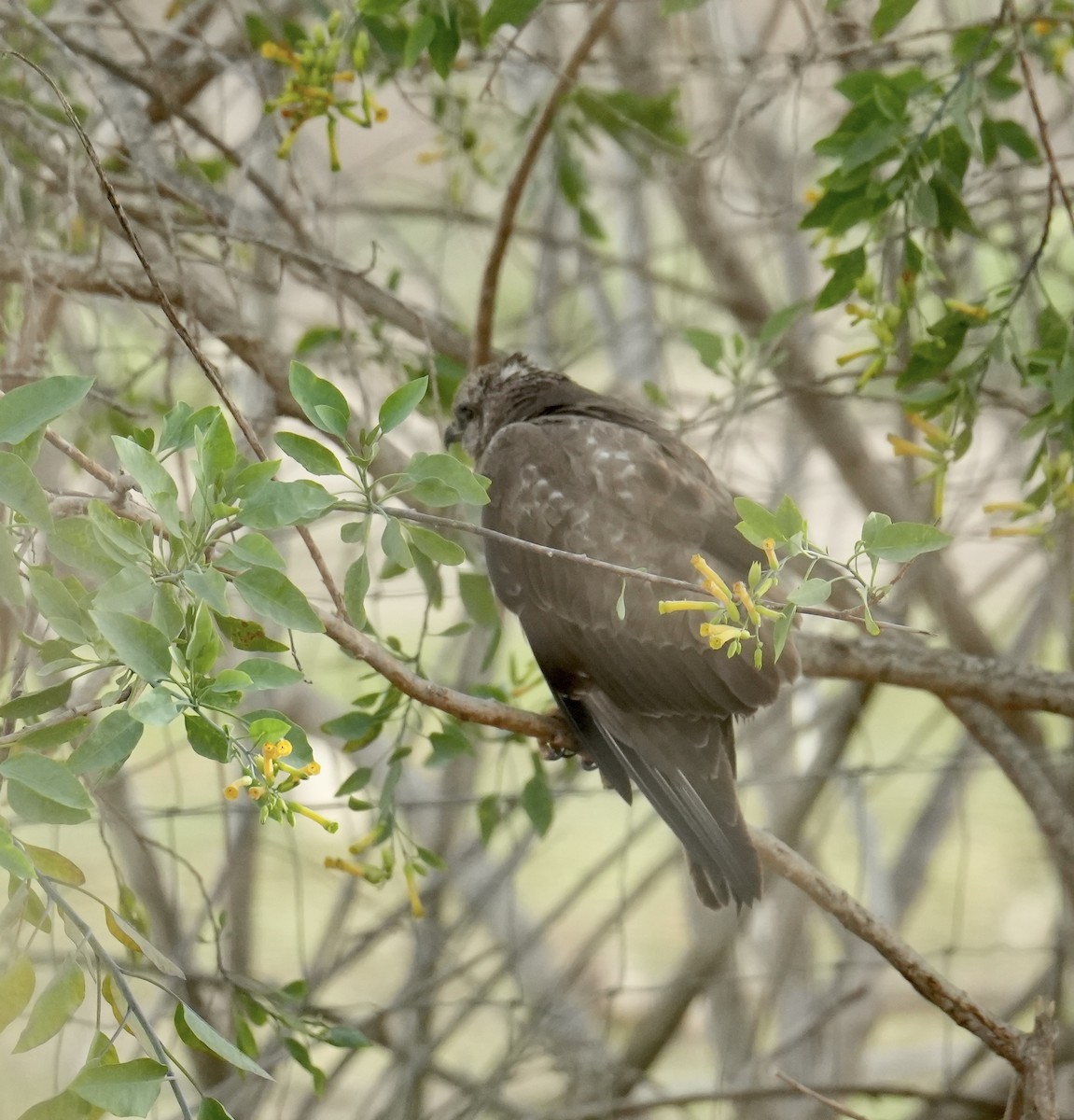 Common Buzzard - ML618804980