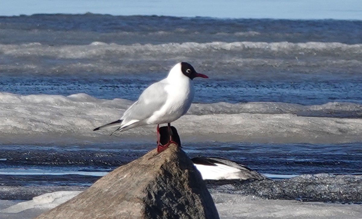 Black-headed Gull - eero salo-oja