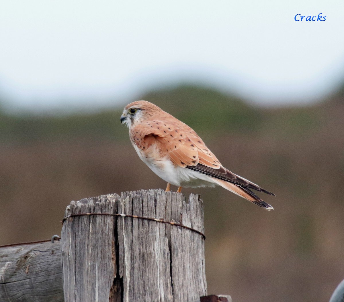 Nankeen Kestrel - ML618804990