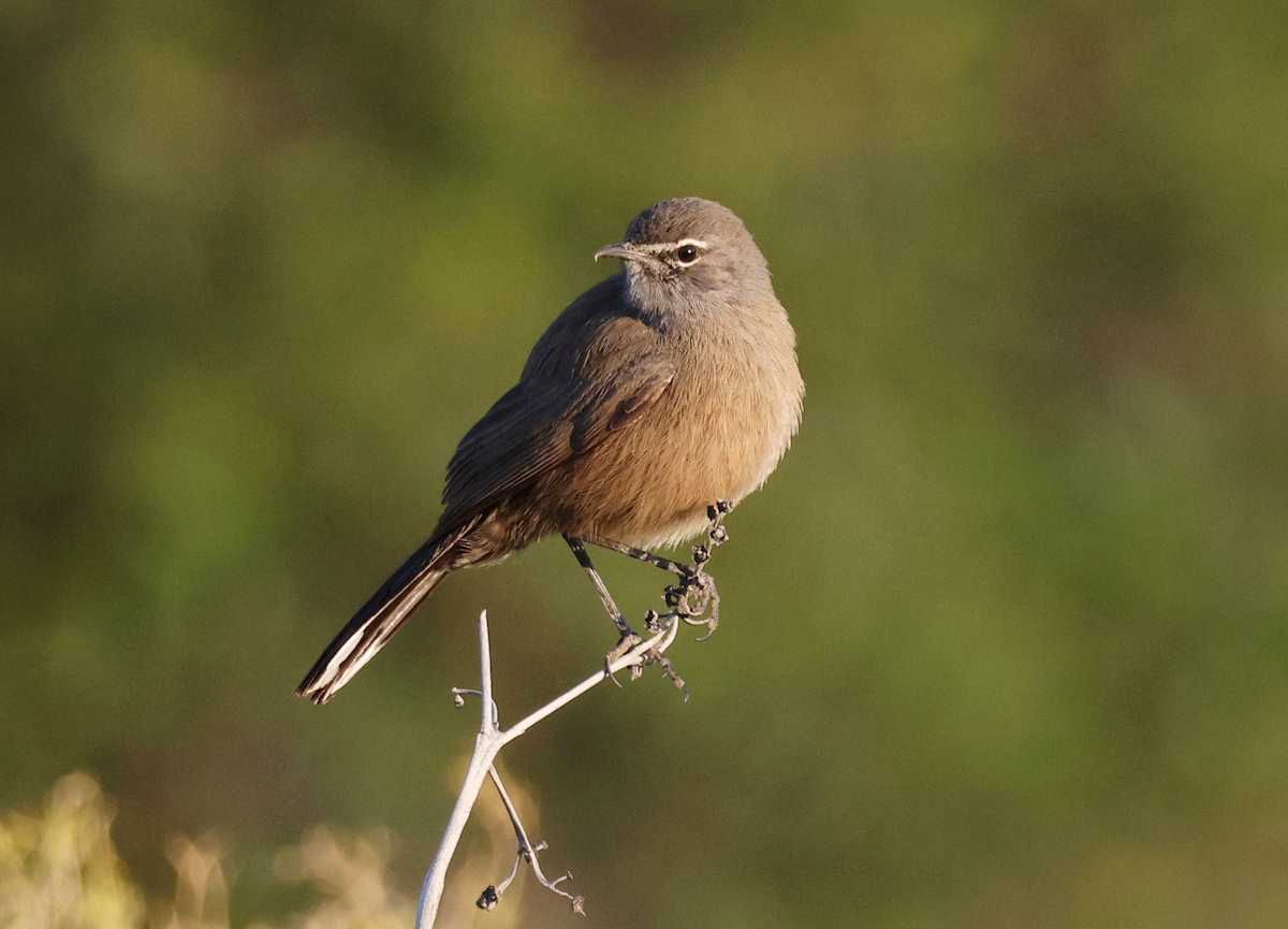 Karoo Scrub-Robin - Zoë Lunau