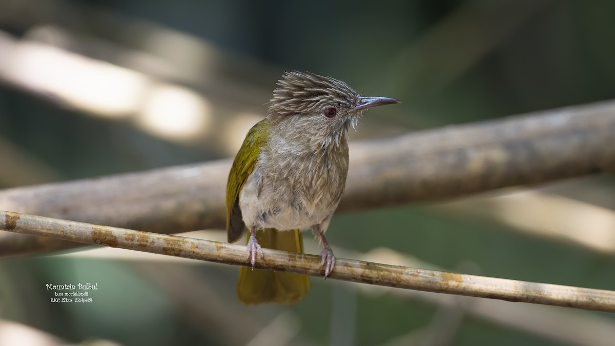 Mountain Bulbul - Kenneth Cheong