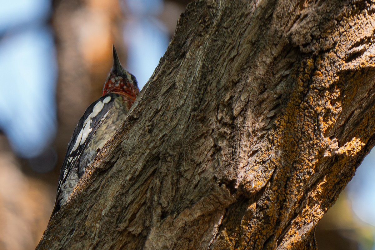 Red-naped Sapsucker - Grace Oliver