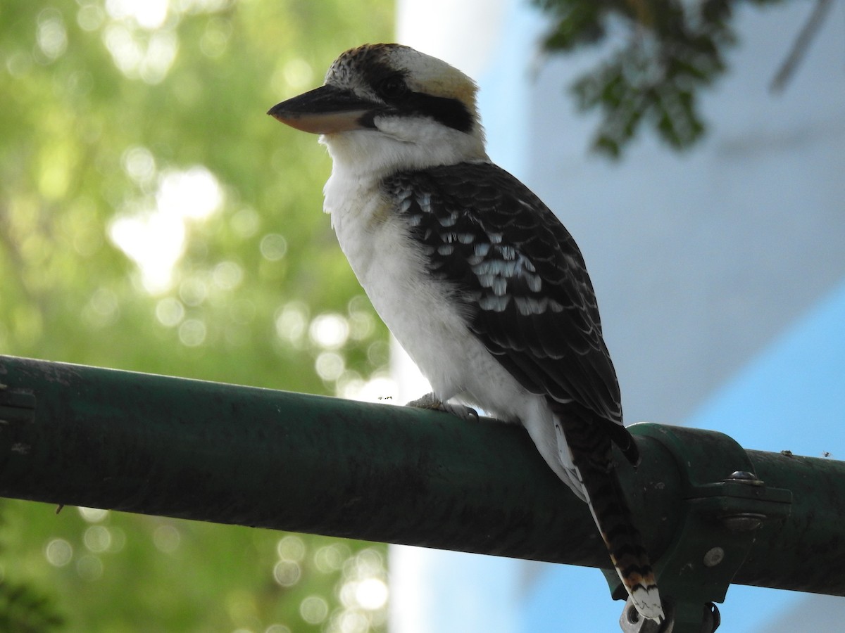 Laughing Kookaburra - Monica Mesch