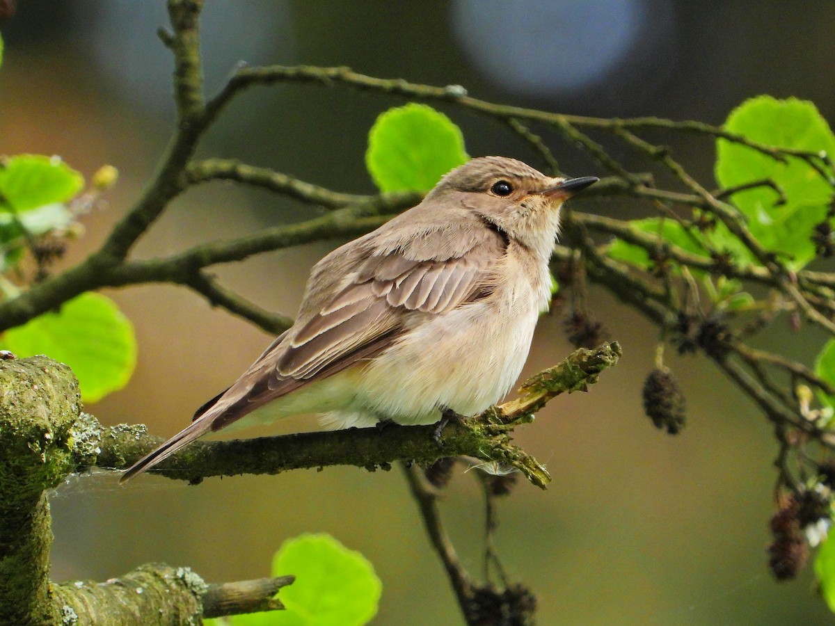 Spotted Flycatcher - ML618805037