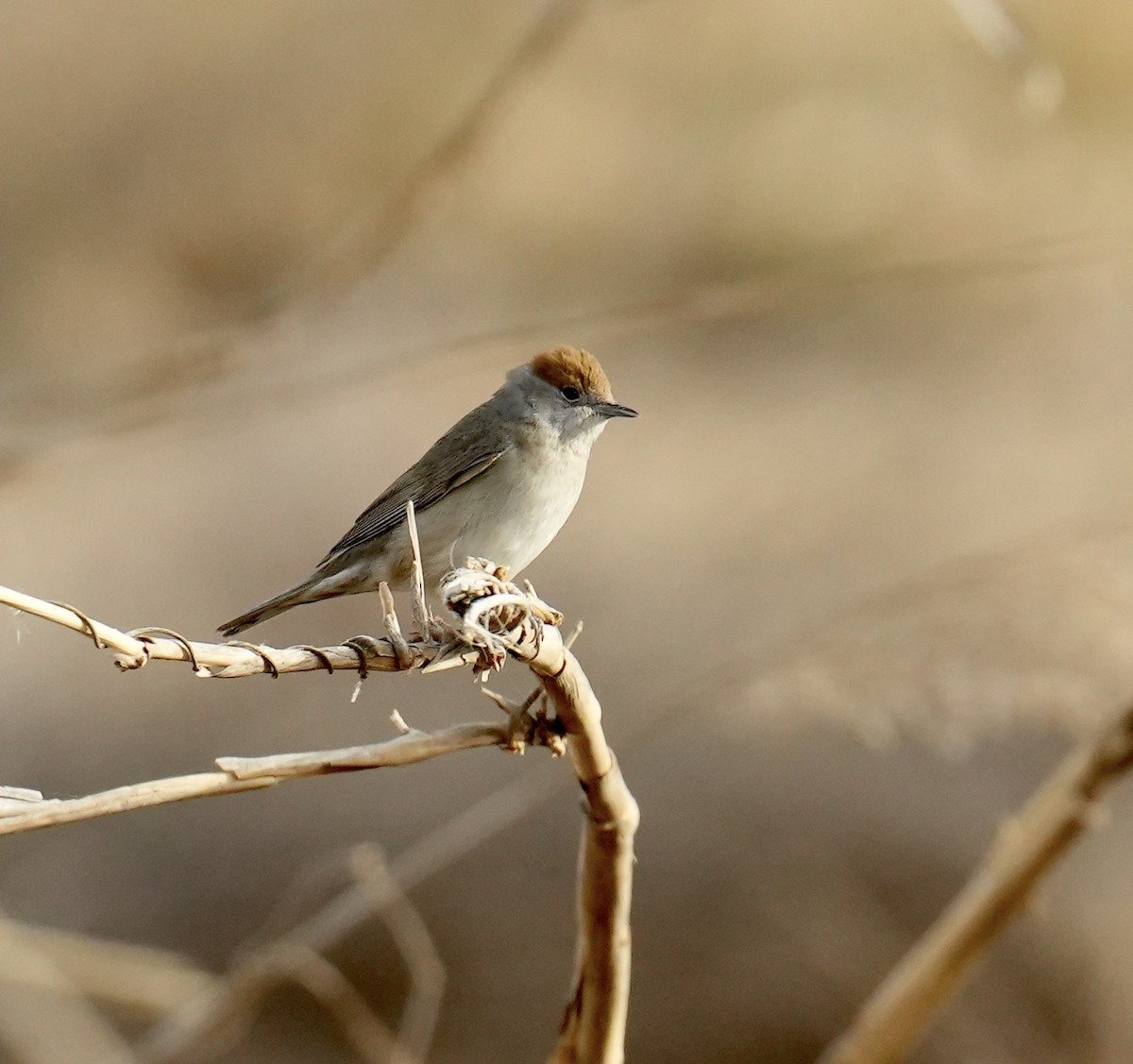 Eurasian Blackcap - ML618805053