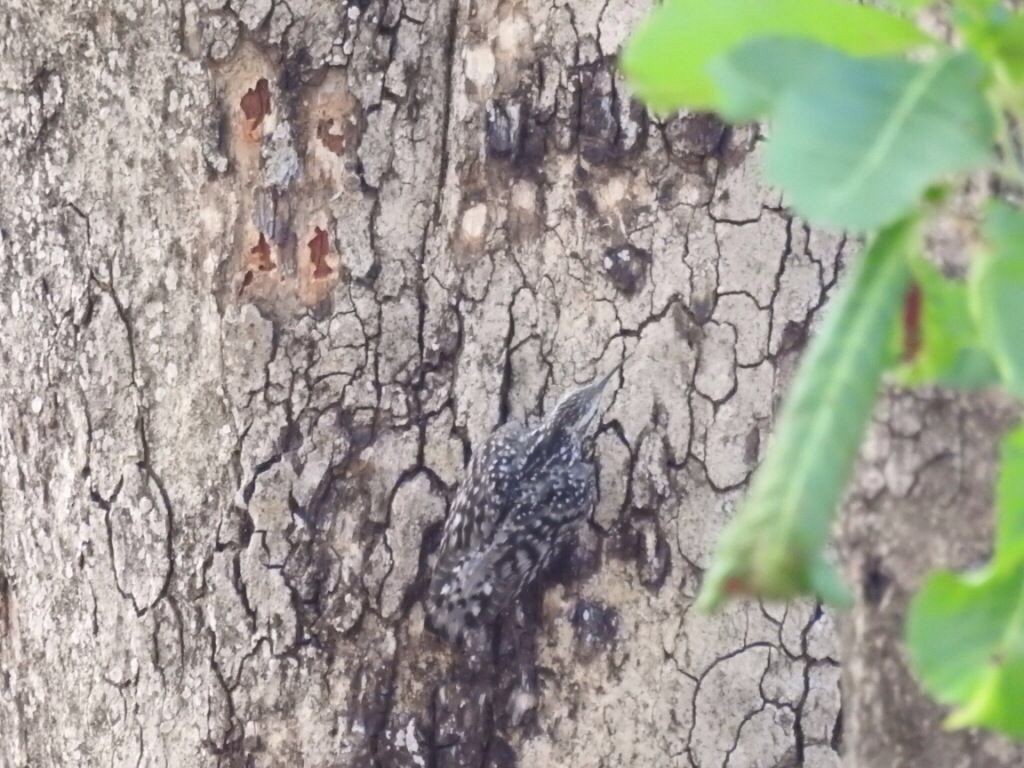 Indian Spotted Creeper - ML618805061