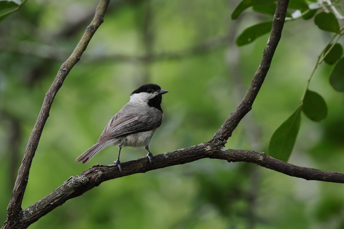 Carolina Chickadee - Fernanda Araujo