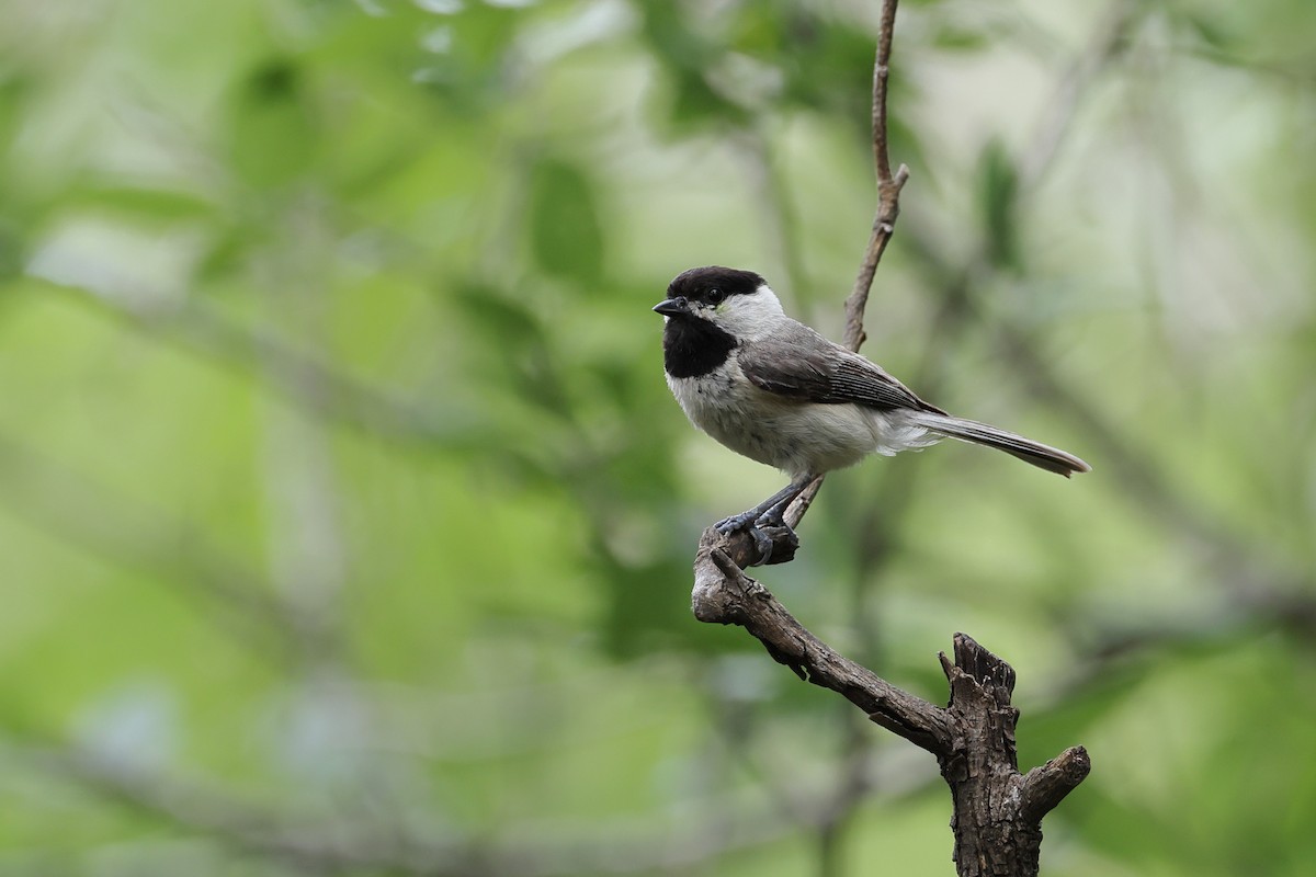 Carolina Chickadee - Fernanda Araujo