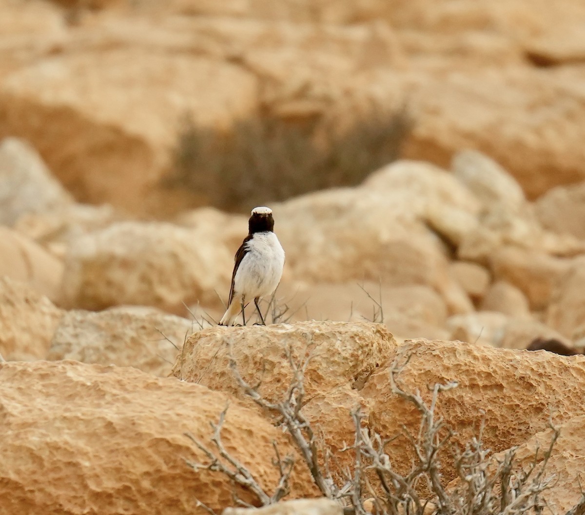 Mourning Wheatear - ML618805079