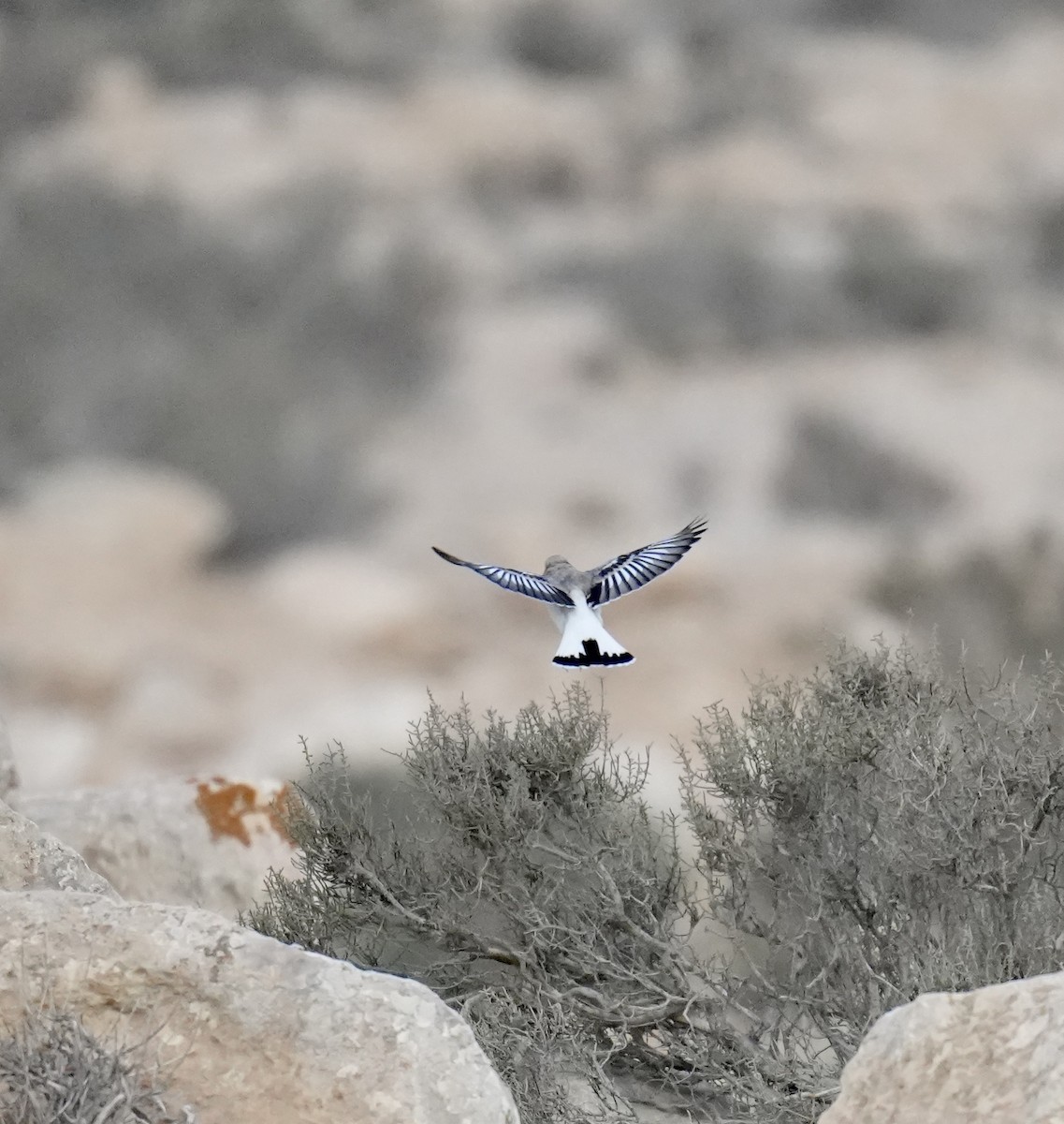 Mourning Wheatear - ML618805082