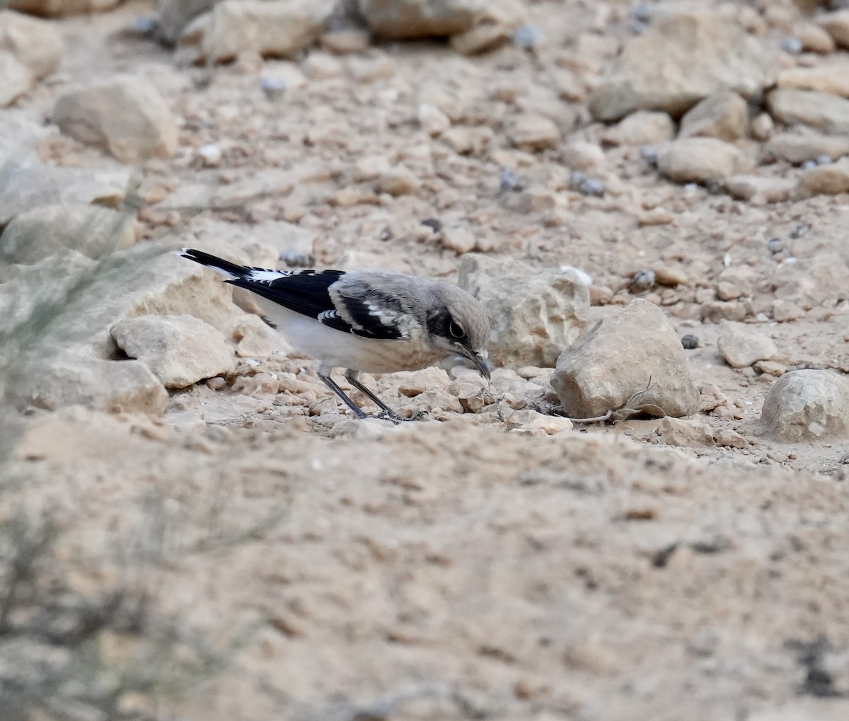 Mourning Wheatear - ML618805083