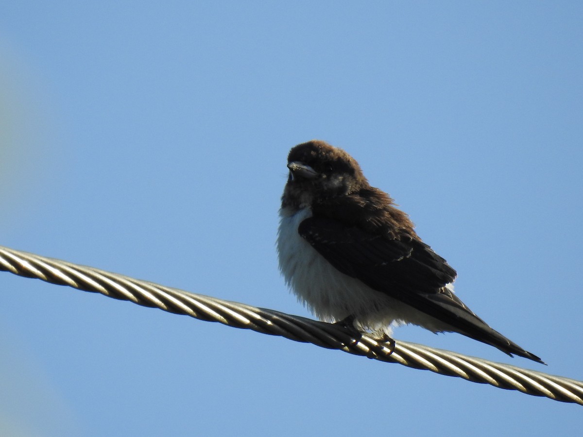 White-breasted Woodswallow - Monica Mesch