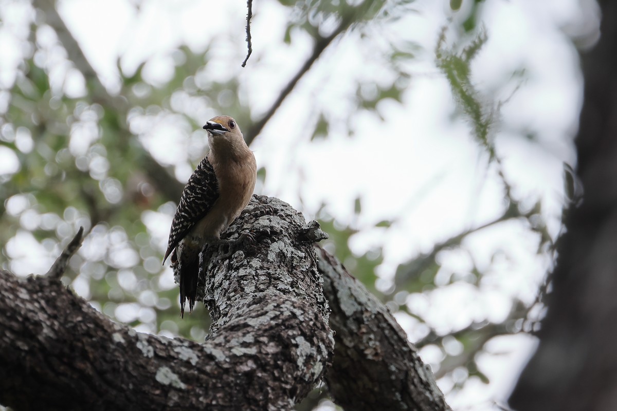 Golden-fronted Woodpecker - Fernanda Araujo