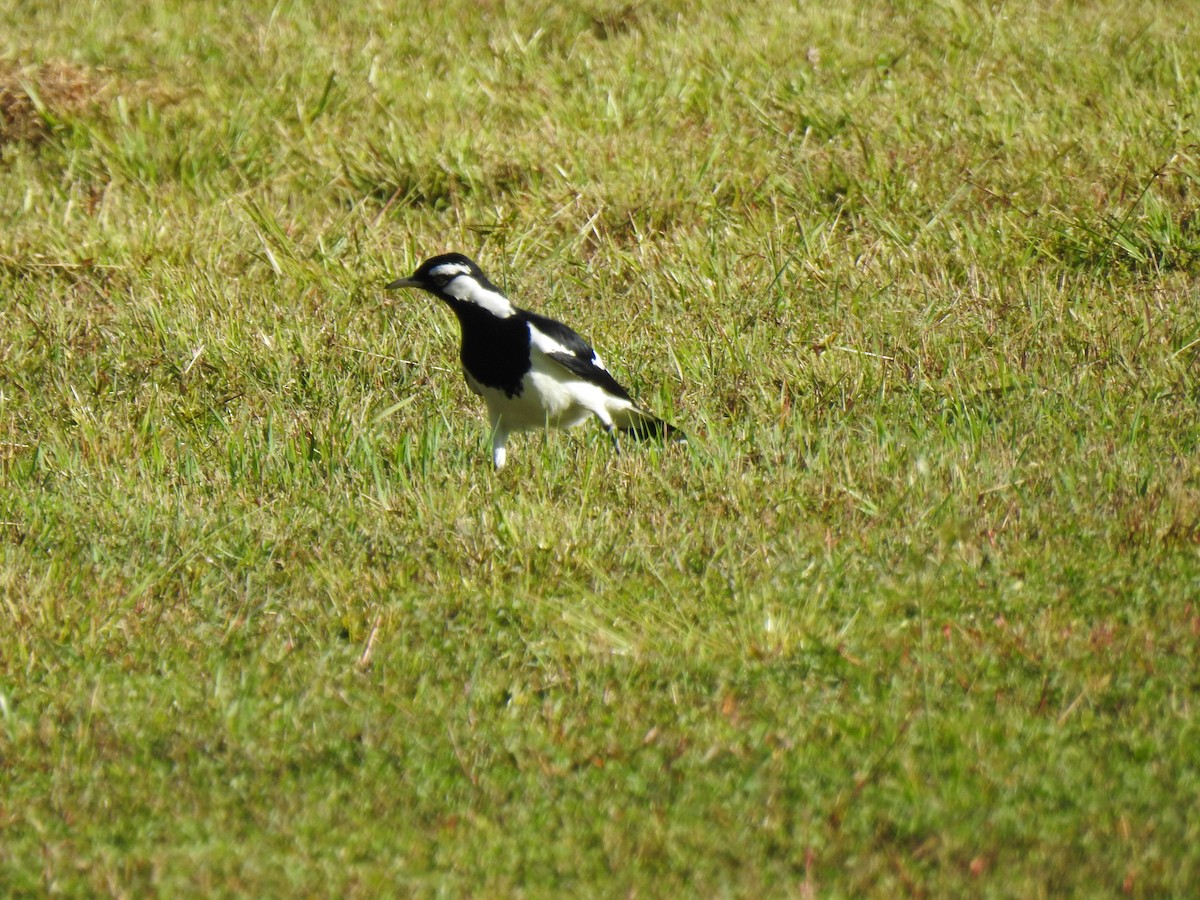 Magpie-lark - Monica Mesch