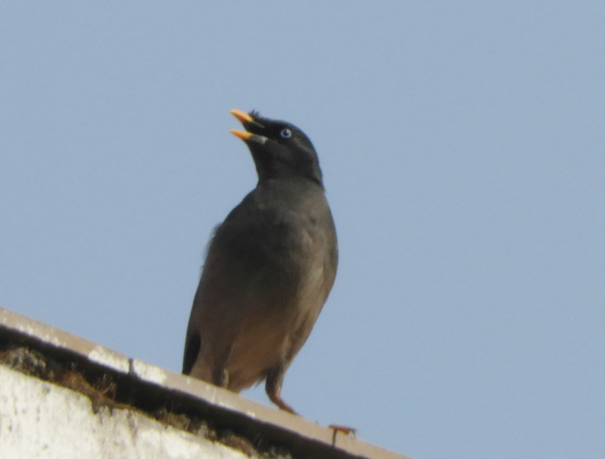 Jungle Myna - Manju Sinha