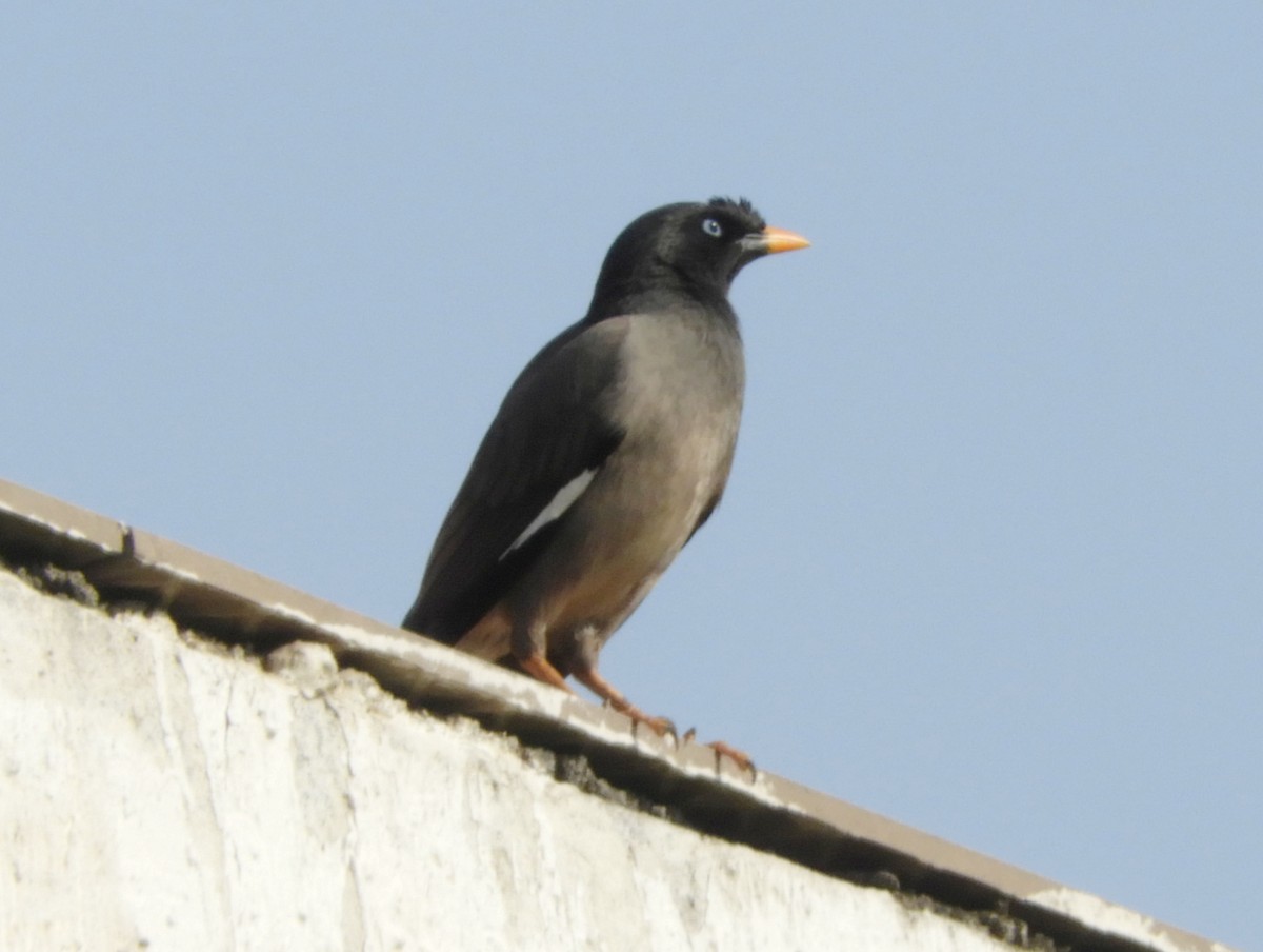 Jungle Myna - Manju Sinha