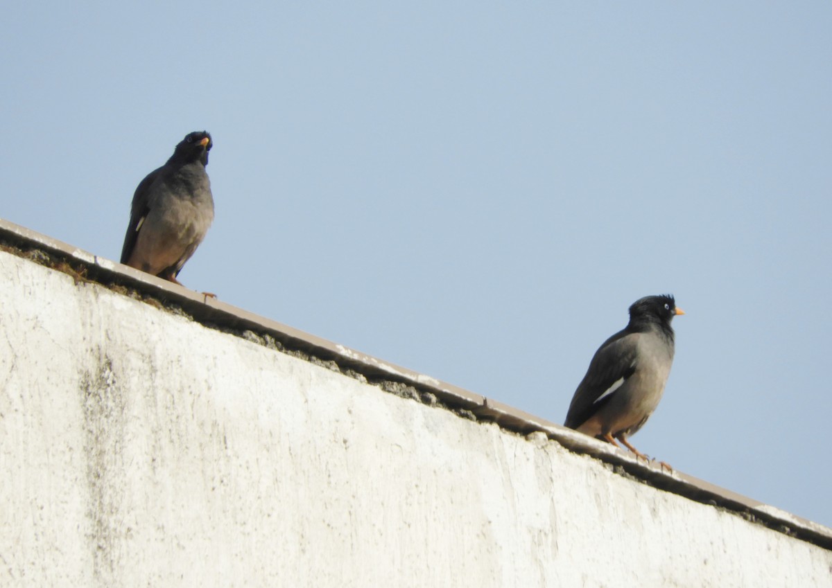 Jungle Myna - Manju Sinha