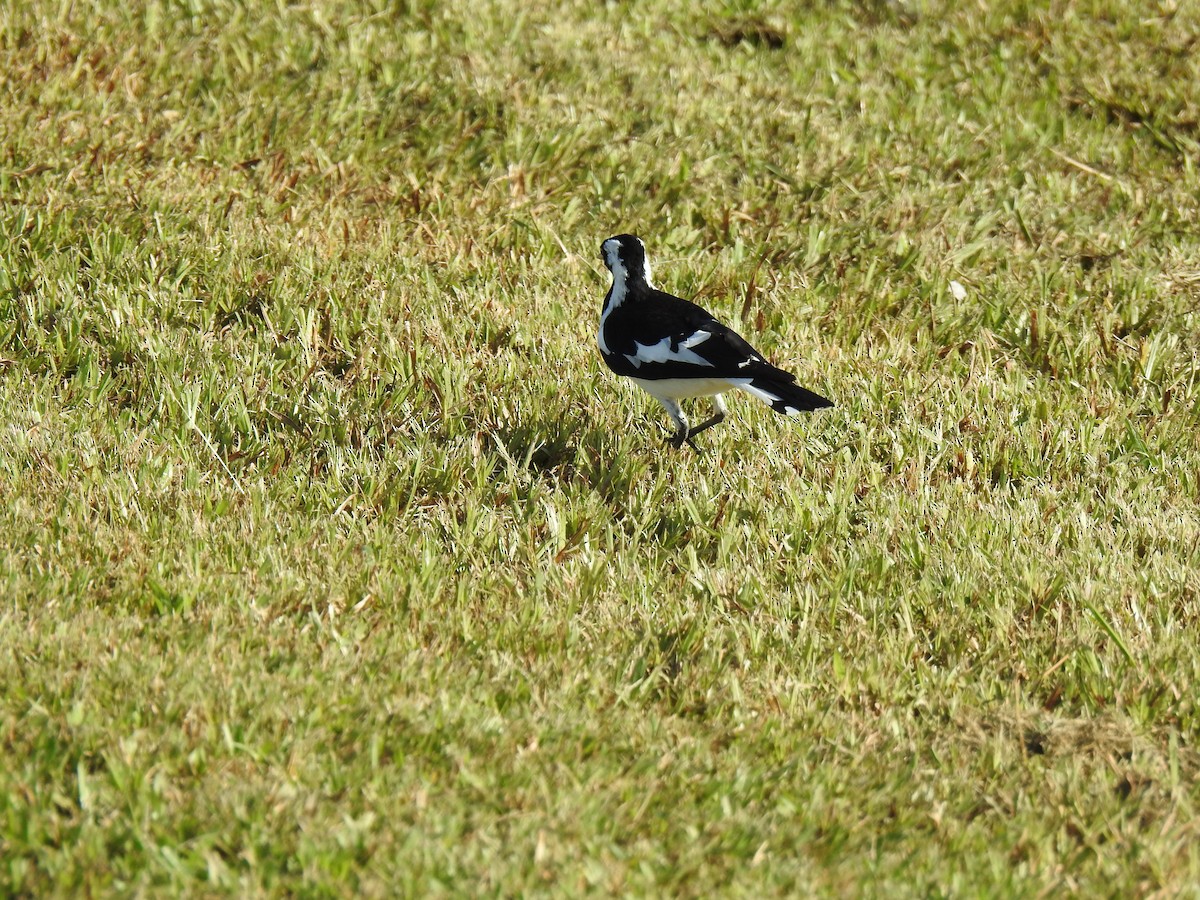 Magpie-lark - Monica Mesch