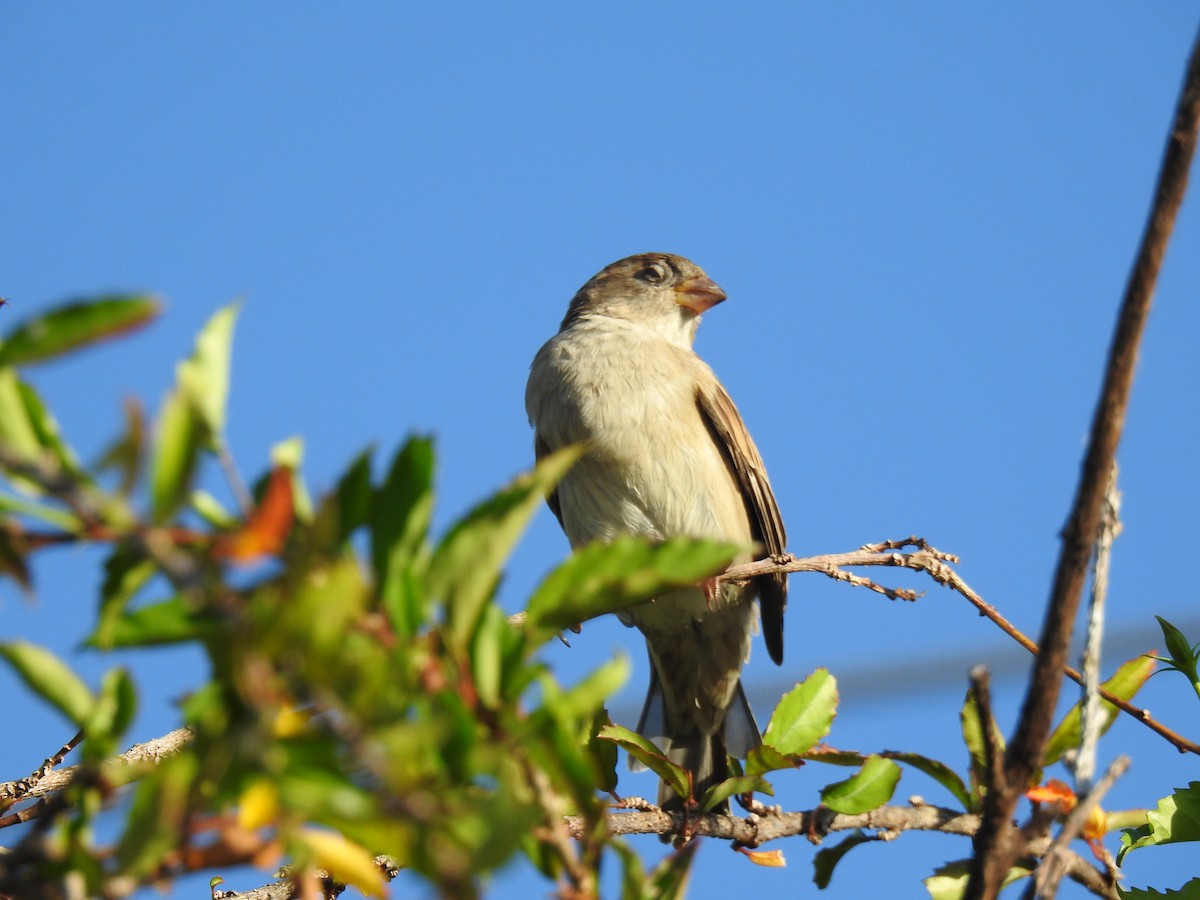 House Sparrow - Monica Mesch