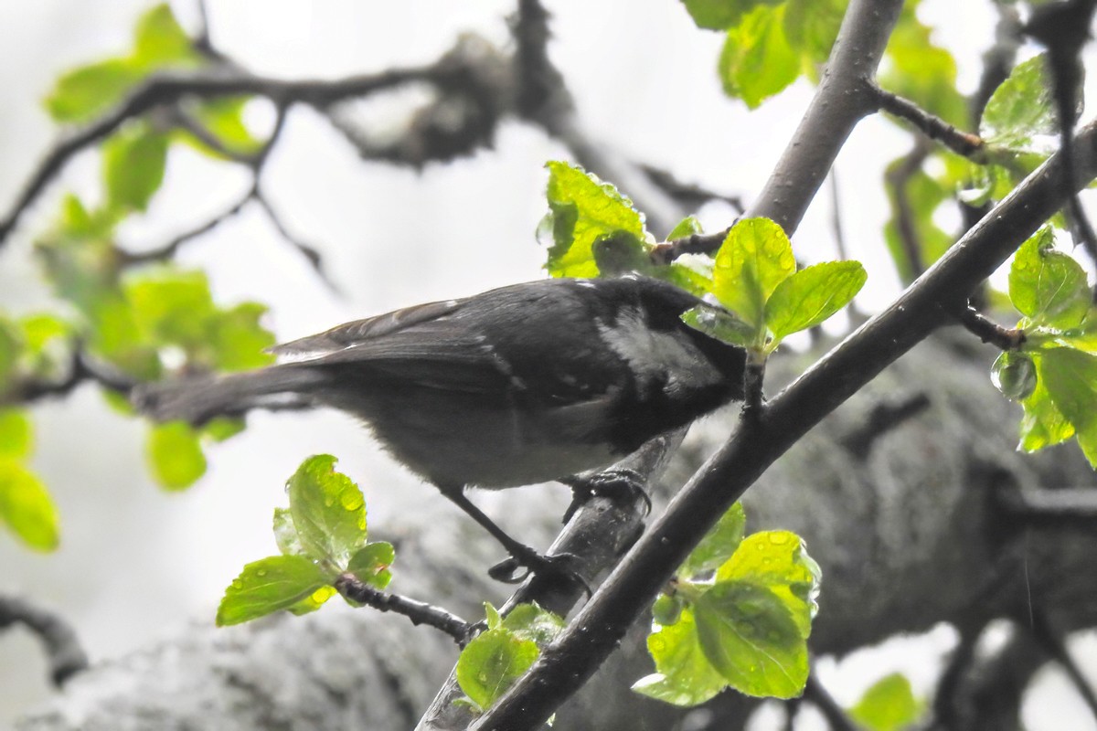 Coal Tit - Victoria Sklyarenko