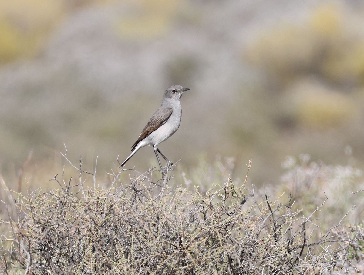 Colinegro del Karoo - ML618805155