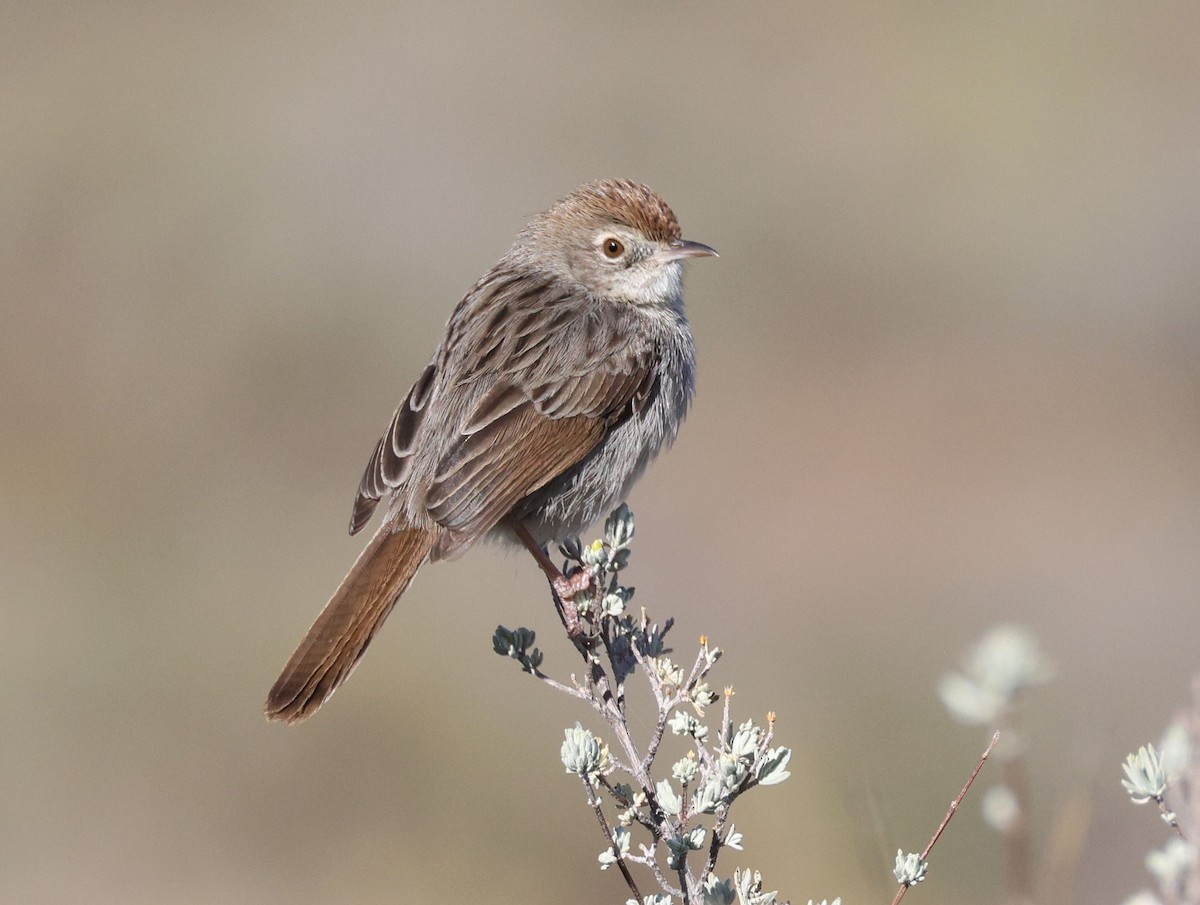 Red-headed Cisticola - Zoë Lunau