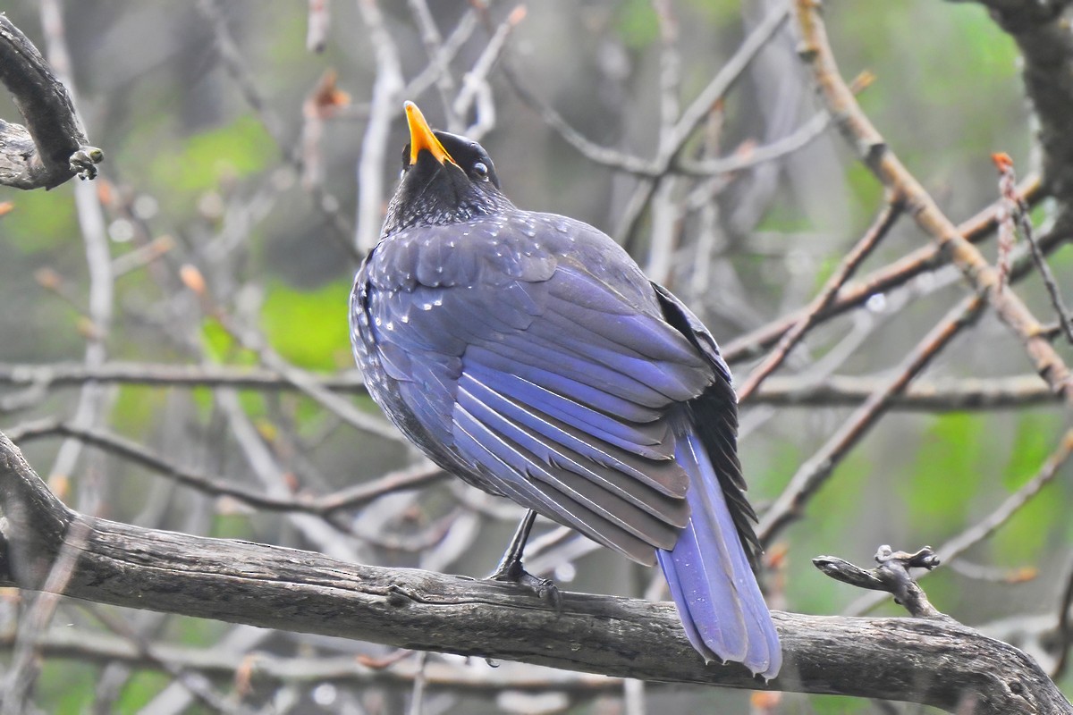 Blue Whistling-Thrush - Victoria Sklyarenko