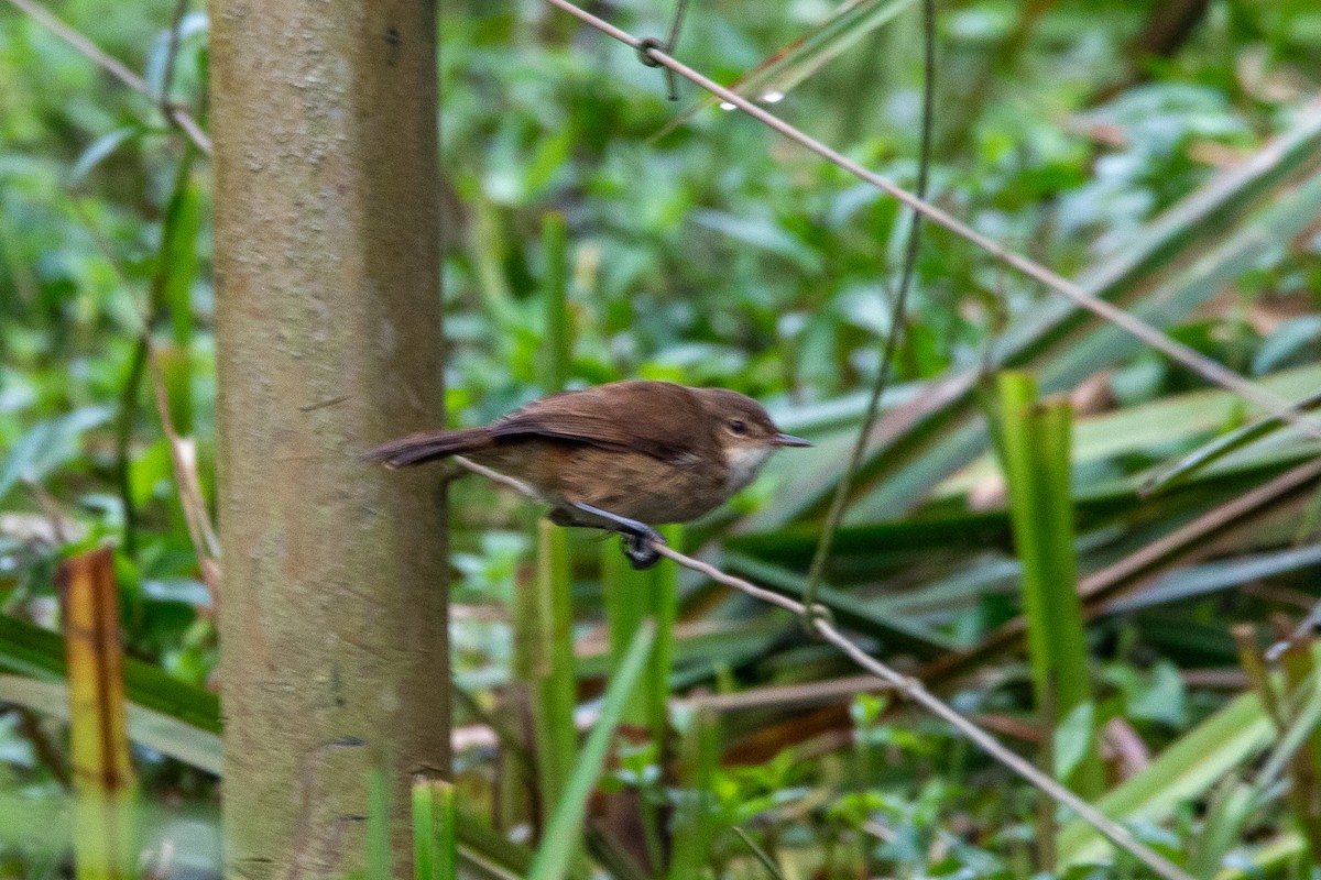 Highland Rush Warbler - Nathan Mixon