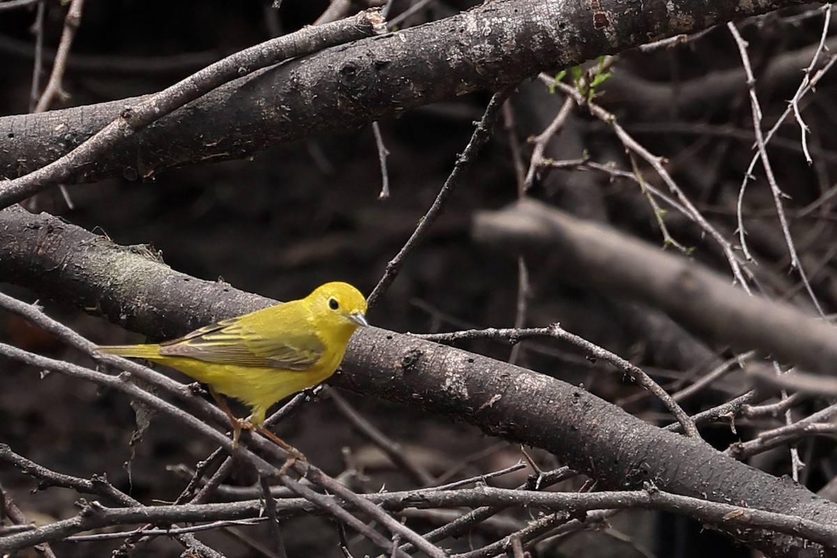 Yellow Warbler - Fernanda Araujo