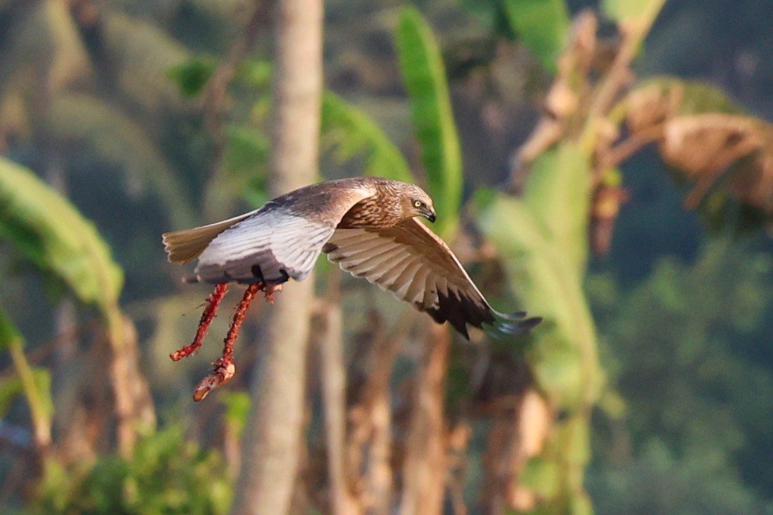 Western Marsh Harrier - Gannu 03