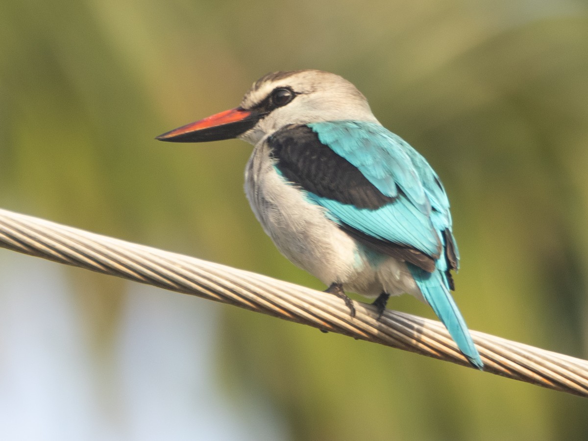 Woodland Kingfisher - ML618805191