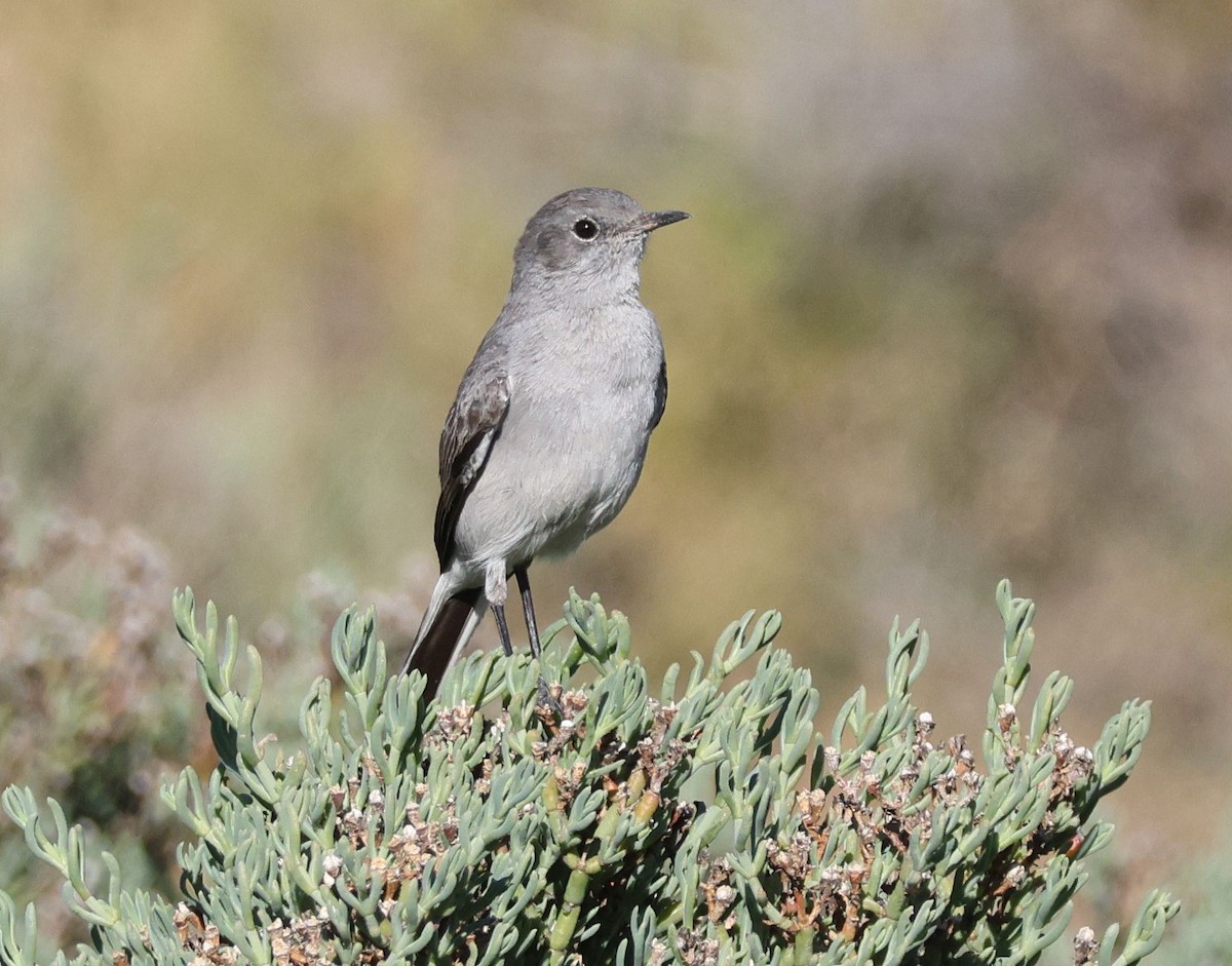 Colinegro del Karoo - ML618805192