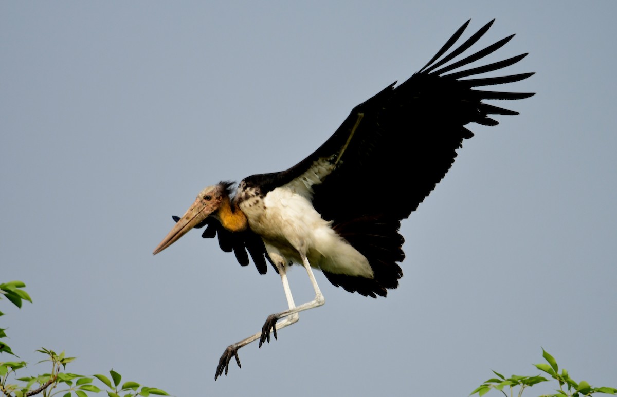 Küçük Marabu - ML618805193