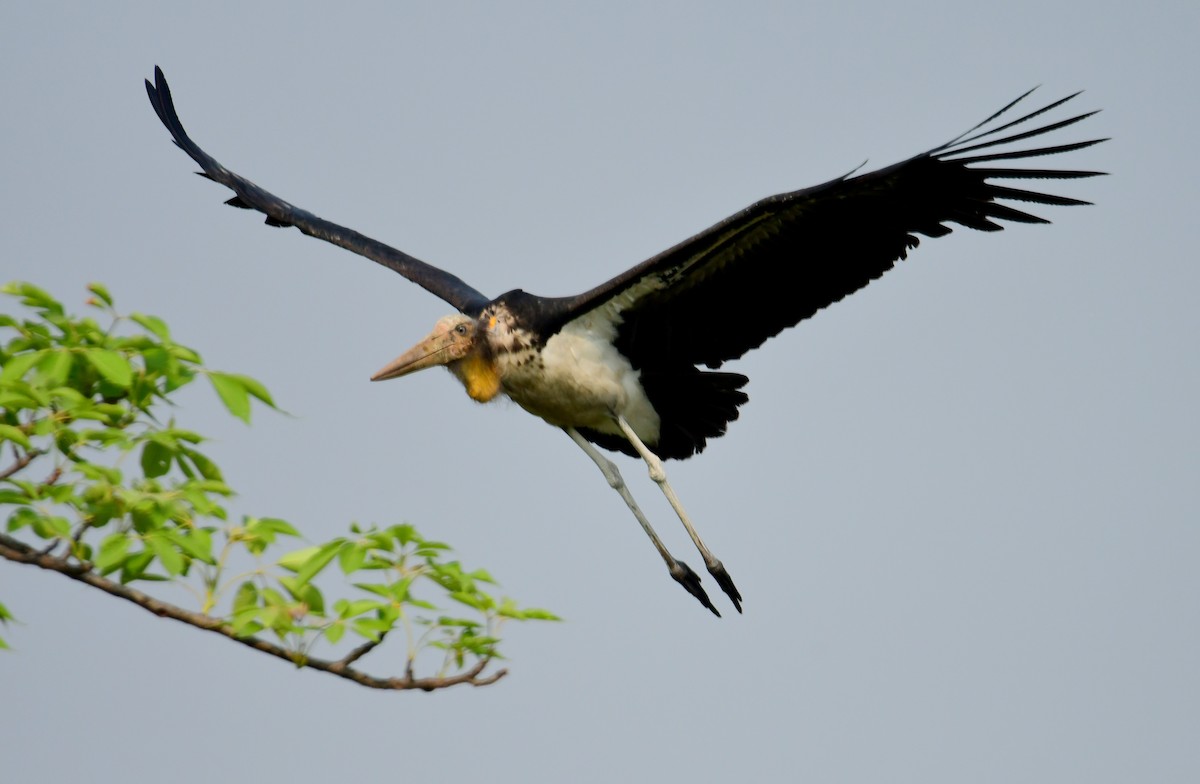 Küçük Marabu - ML618805204