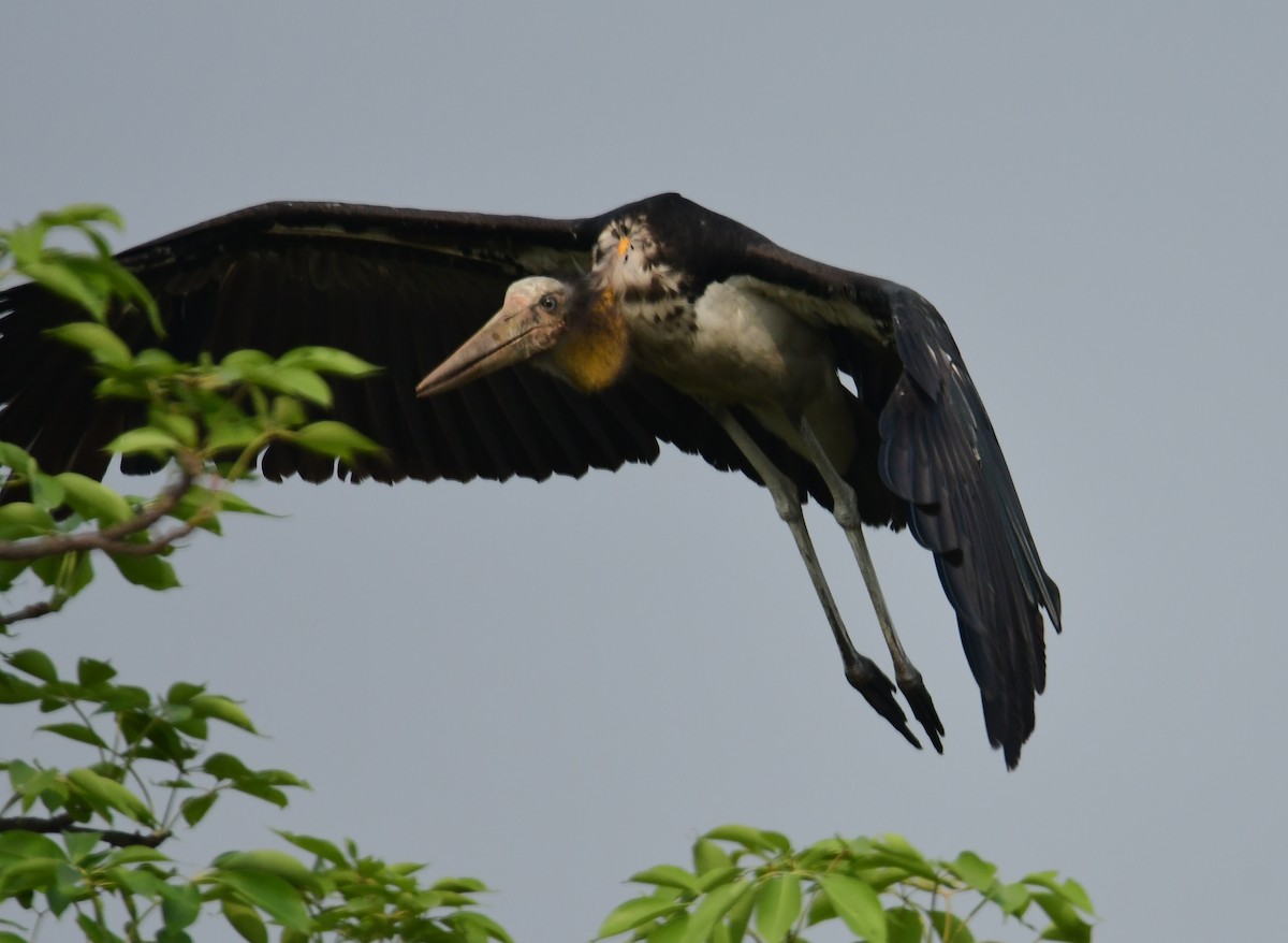 Küçük Marabu - ML618805206