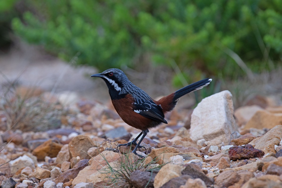 Cape Rockjumper - ML618805210