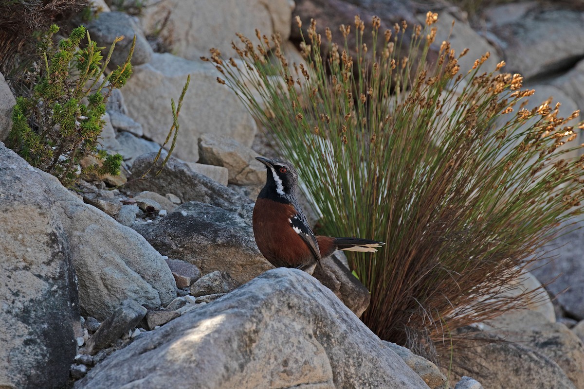 Cape Rockjumper - ML618805211