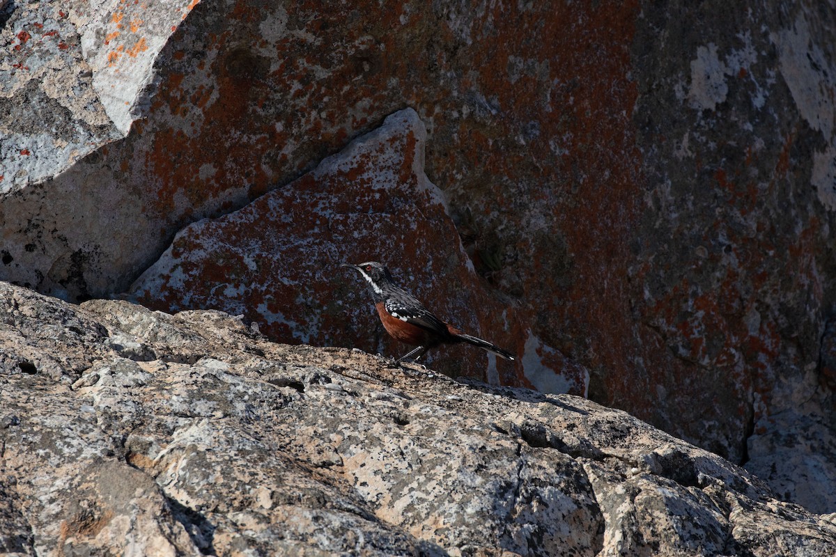 Cape Rockjumper - ML618805212