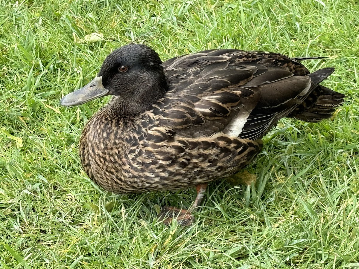 Mallard - ML618805213